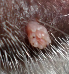 The wart after four weeks of Thuja. The 'tentacles' seem thinner, but longer