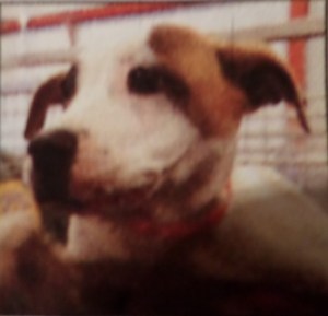 Phoebe's Mug Shot taken at the shelter