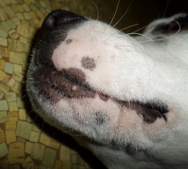 The location of the wart on Phoebe's face