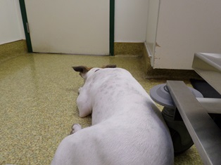 Where's my Vet? Where's mt Vet?