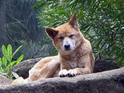 Dingo Image by ,SeanMack