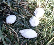 You DO NOT want to see poop like this. If you do, cut back on the amount of bone or bone powder you are giving your dog.