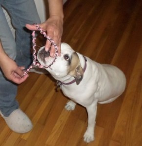 Have the dog sit, and then place it over their head. 