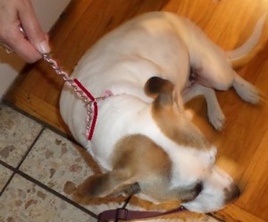 Figure 2. Compare this to Figure 1. See how the chain to wraps-back? It is incorrect. 