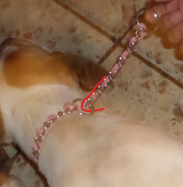 Using Choke Collar Correct Way to Put on a Choke Collar – Phoebe's Tails