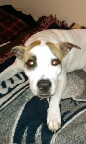 Pleeeeeeeese! I want it! Give it to me or I'll whine at you again!