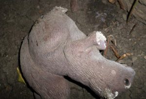 Where did his feet, ears and hands go?