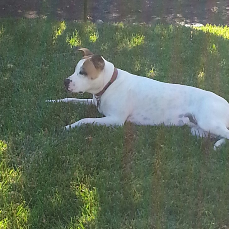 In the shade of the  beloved plum tree