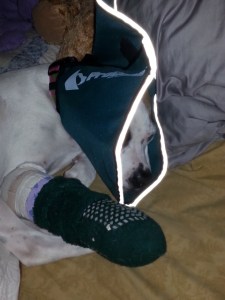 Sleeping soundly in a surgery collar