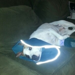 Comfy, but not able to get to the area that is off-limits