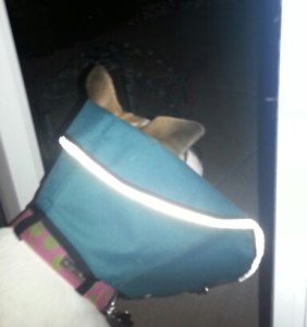 the top folded back so your dog can see what is in front and slightly to the side 