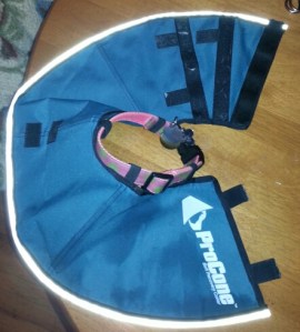 Put the collar or Velcro strap around your dog's neck (pretend there is a dog within the closed collar)