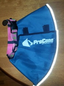 This is how it looks when it is put together. Again, pretend there is a dog head poking out.