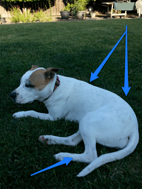 Look at all those choco-dots! At first I thought someone had been spilling coffee on her.